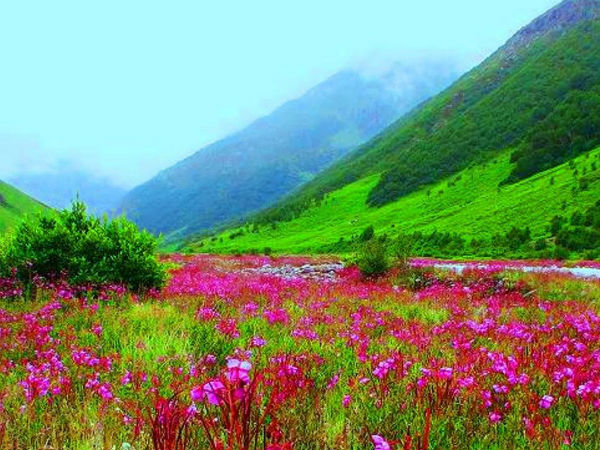 Valley of Flowers Uttarakhand