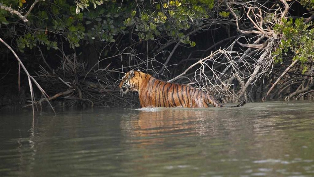 Royal Bengal tiger walking through water in Sundarbans mangrove forest near Jessoreswari temple