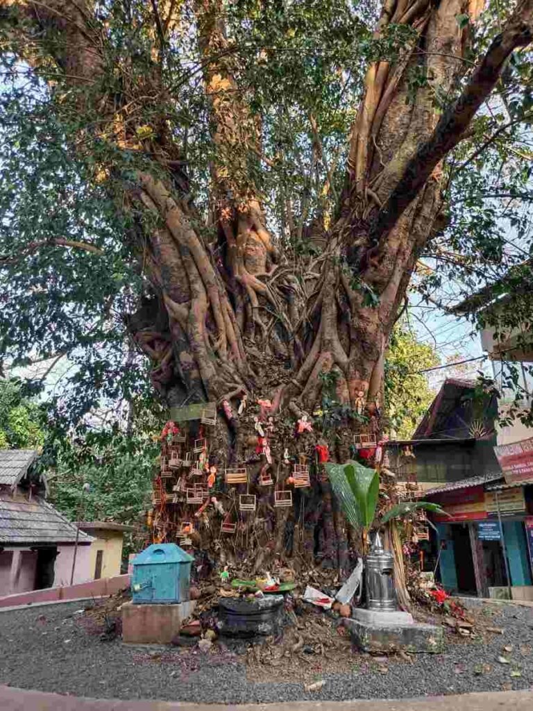 Sacred banyan tree inside Chottanikkara Temple premises decorated with devotional offerings and cloth pieces.