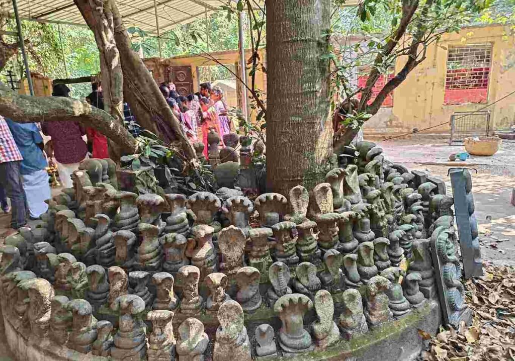 Ancient serpent stone idols placed under sacred trees at Mannarasala Temple Kerala