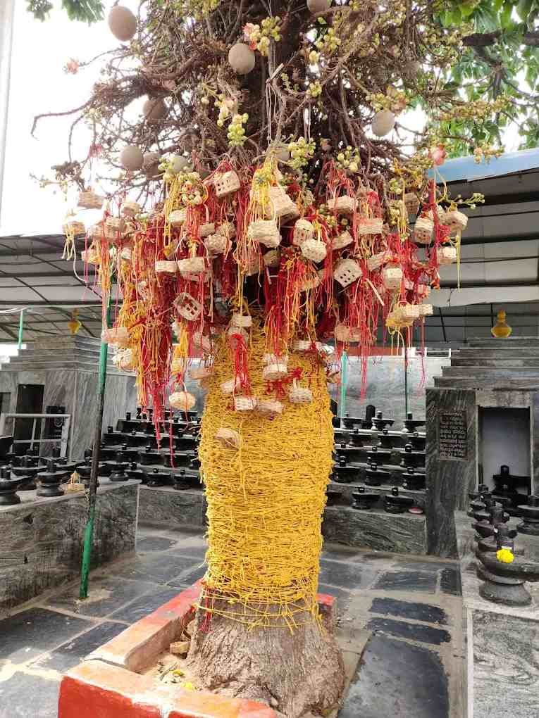 Devotees' wish tree at Kotilingeshwara Temple adorned with sacred threads, prayer offerings, and symbolic coconut decorations.